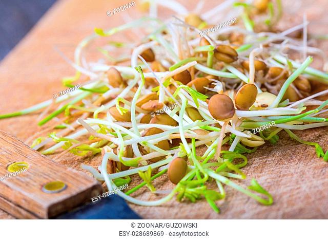 Fresh lentil and wheat sprouts on cutting board. Preparation of fresh salad. Studio shot