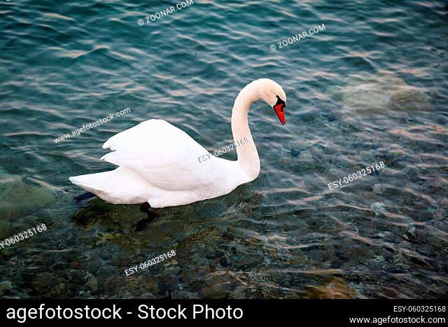 Beautiful Swan Gliding on Transparent Water Surface of Garda Lake, Sirmione, Italy