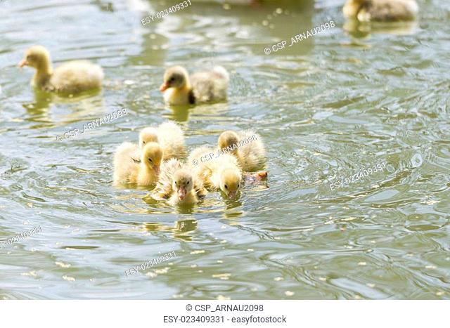 small duck hatchlings