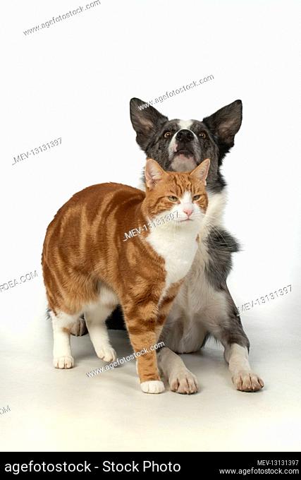 CAT & DOG. ginger & white cat rubbing against a Collie X dog, studio, white background