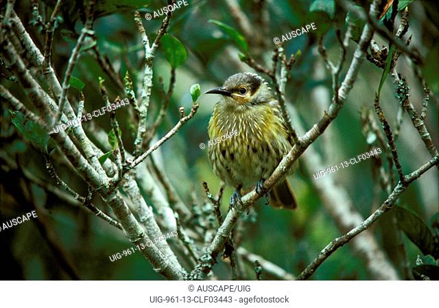 Macleay honeyeater despite the name eats mostly insects and spiders Northeastern Queensland, Australia