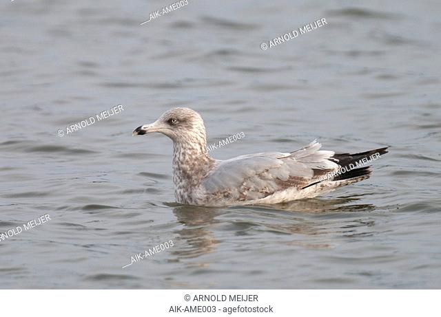 Subadult (fourth-winter) European Herring Gull (Larus argentatus) in the harbour of Den Oever in the Netherlands. Swimming on the water surface