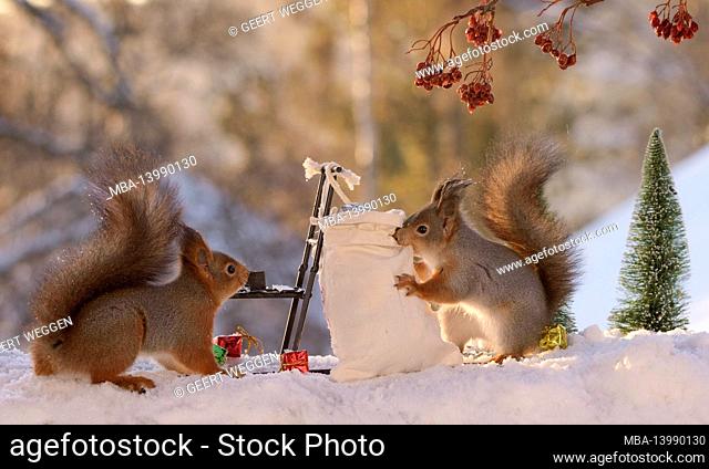 red squirrels with a sleigh and bag