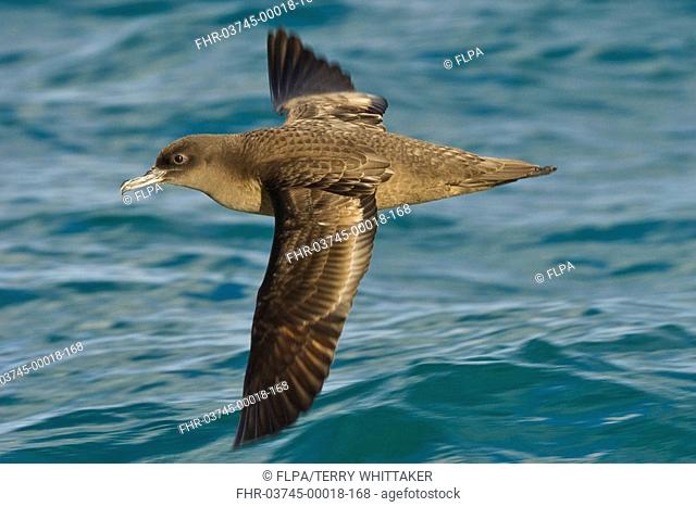 Sooty Shearwater Puffinus griseus adult, in flight over sea, Kaikoura, South Island, New Zealand