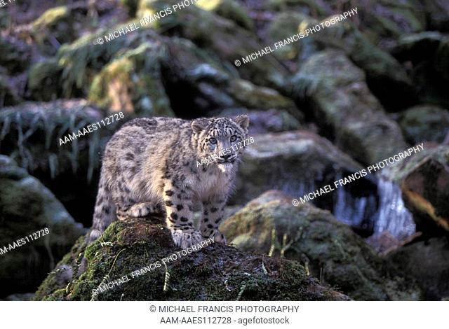 Snow Leopard (Felis uncia), alert young in rocks, Minnesota, USA