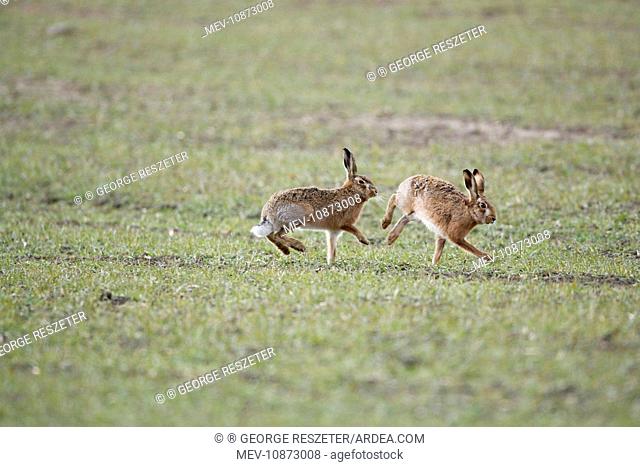 Brown Hares - Boxing (Lepus capensis). Oxon - UK - February