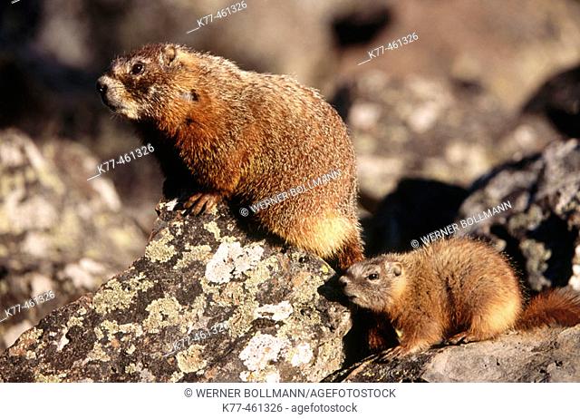 Yellow-bellied Marmots (Marmota flaviventris), female with young. Yellowstone N.P., Wyoming, USA