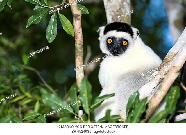 Verreaux's sifaka (Propithecus verreauxi) sits in the tree, Kirindy National Park, Madagascar