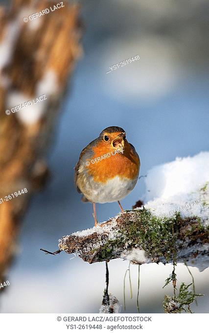 European Robin, erithacus rubecula, Adult standing on Snow, Normandy