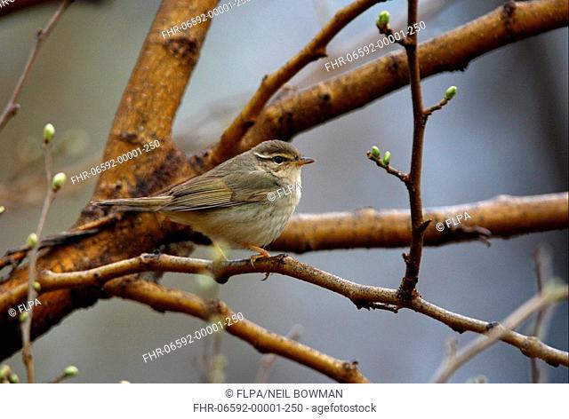 Radde's Warbler Phylloscopus schwarzi adult, perched on branch, Beidaihe, Hebei, China, may