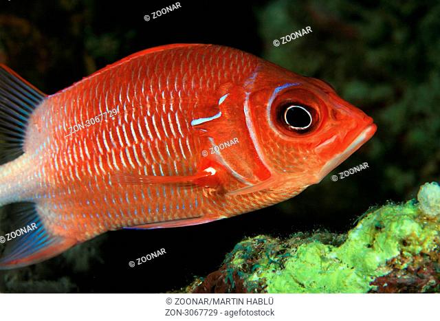 Silberfleck-Husarenfisch, Sargocentron caudimaculatum, Ägypten, Rotes Meer, Silverspot squirrelfish, Aegypt, Red Sea