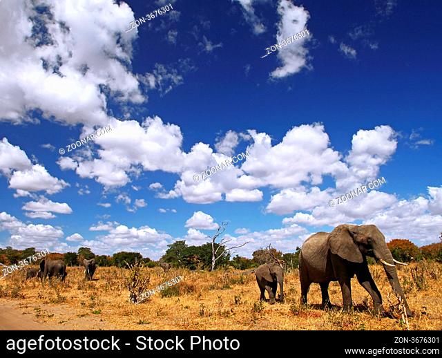 Elefanten im Chobe Nationalpark, Botswana; Loxodonta africana; elephants at Chobe National Park, Botsuana
