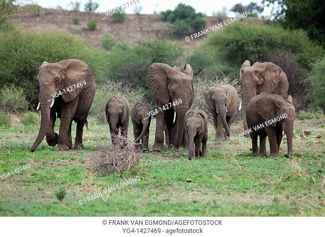 African Elephant Loxodonta africana  Vulnerable species   Mashatu Game Reserve  Tuli block, Botswana  November 2010
