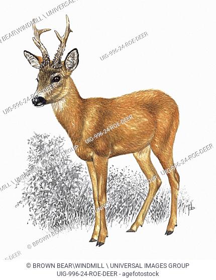 An illustration of a Roe deer