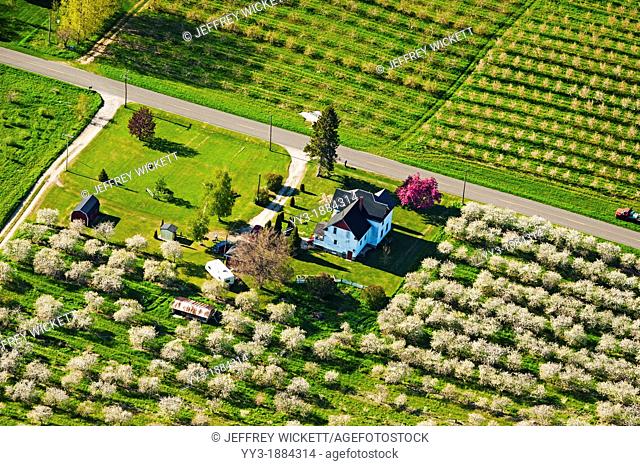 Birds-eye-view of farm house surrounded by cherry orchards in the spring time, Oceana county, Michigan, USA