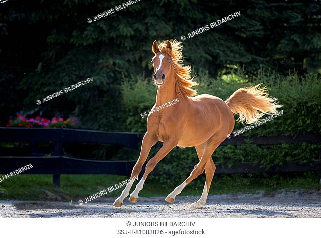 Arabian Horse. Juvenile chestnut mare galloping in a paddock. Austria
