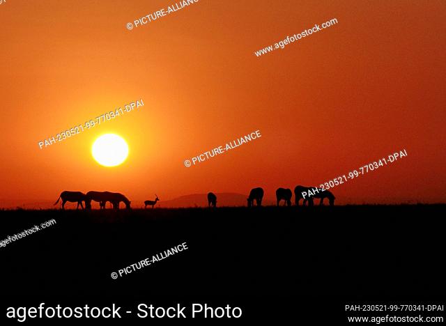 06 March 2023, Kenya, Masai Mara: Zebras and gazelles in front of rising sun Photo: David Renke/dpa. - Masai Mara/Masai Mara/Kenya