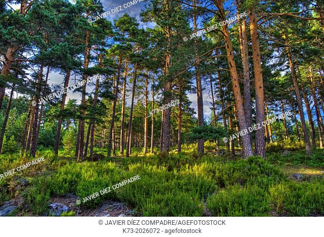 Scots Pines (Pinus Sylvestris). Castroviejo. Duruelo de la Sierra. Sierra de Urbion Natural Space. Soria Province. Castilla y Leon. Spain
