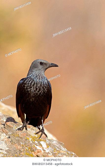African red-winged starling (Onychognathus morio), female sitting on a rock, South Africa, Kwazulu-Natal, Giants Castle