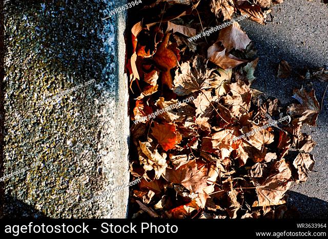 Autumn foliage lying beside the curbside. Autumnal and fall concept