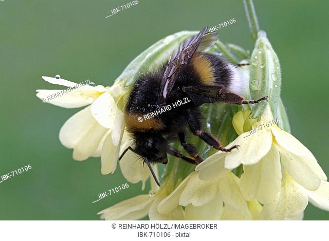 Bumblebee (Bombus lucorum), Schwaz, Tirol, Austria, Europe