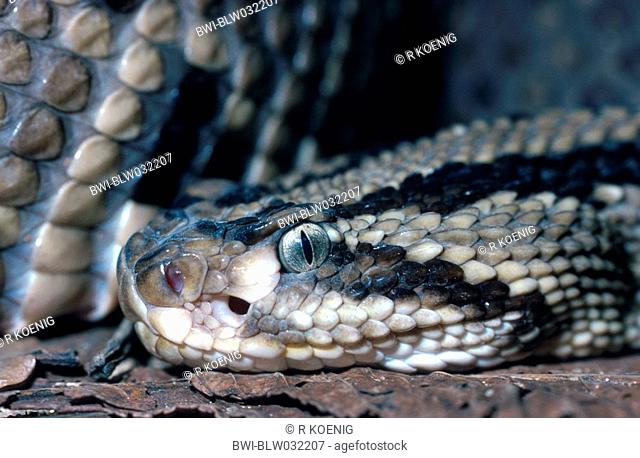 neotropical rattlesnake, cascabel Crotalus terrificus, portrait