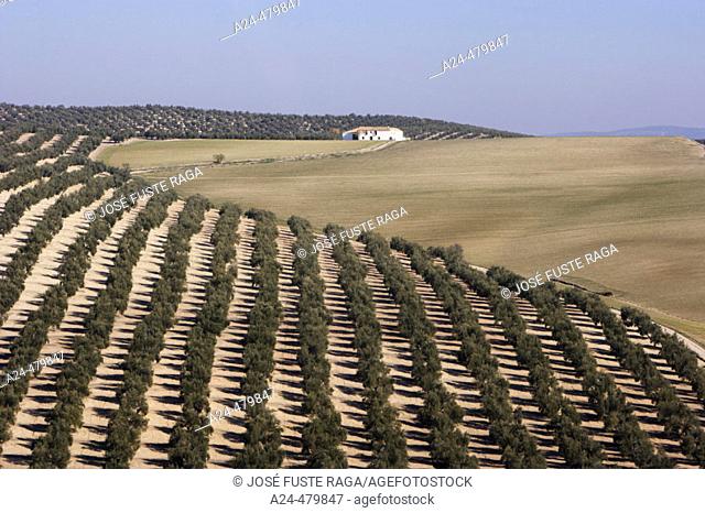 Olive trees field. Jaén province, Andalusia, Spain