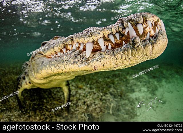 Underwater view of American Crocodile