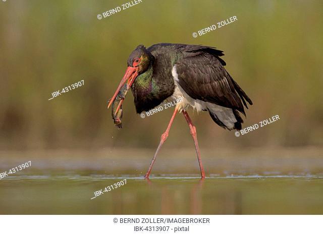 Black stork (Ciconia nigra), walking through water with prey in beak, fish, Wels catfish (Silurus glanis), Kiskunság National Park, East Hungary, Hungary