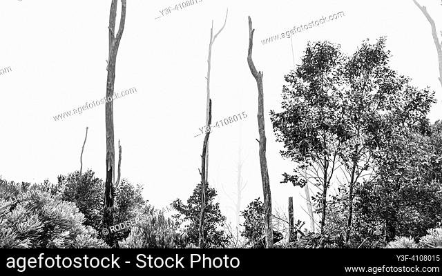 Black and white image of tall gum trees burnt in a large fire with new growth of indigenous fynbos growing in the aftermath