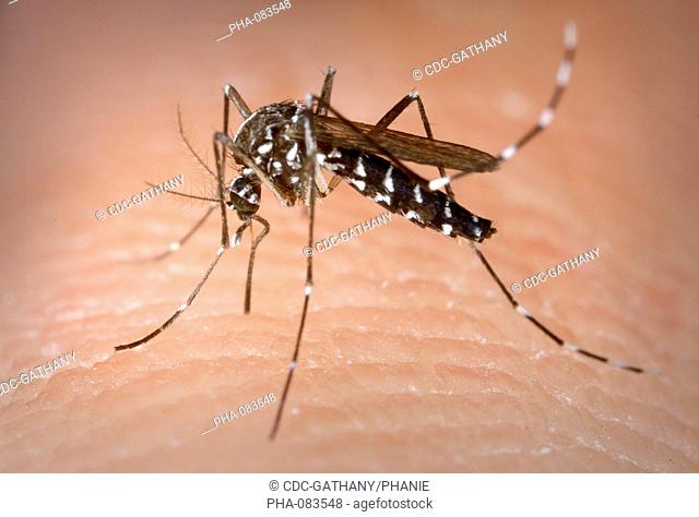 Aedes albopictus mosquito feeding on a human blood. This mosquito is the vector of several diseases such as chikungunya, West Nile virus