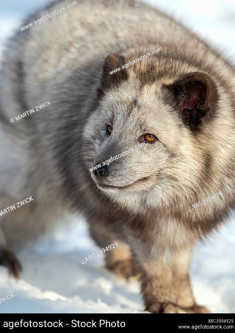 Arctic Fox (white fox, polar fox, snow fox, Vulpes lagopus), blue morph, in deep snow during winter. Europe, Scandinavia, Norway, Bardu, Polar Park enclosure