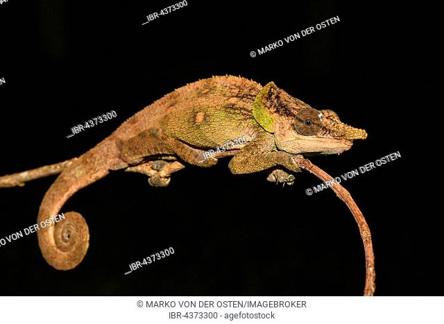 Malthe Chameleon (Calumma malthe) male, Analamazoatra, Andasibe-Mantadia National Park, eastern Madagascar, Madagascar