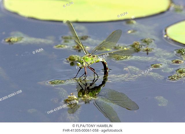 Emperor Dragonfly Anax imperator female egg laying, near waterlily leaves, Gower, South Wales, august