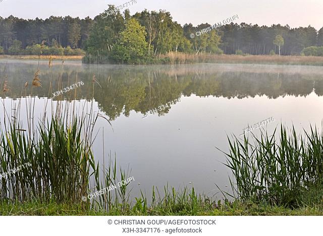 brume matinale sur un lac du Parc naturel regional Loire Anjou Touraine, environs de Langeais, departement Indre-et-Loire, region Centre-Val de Loire, France