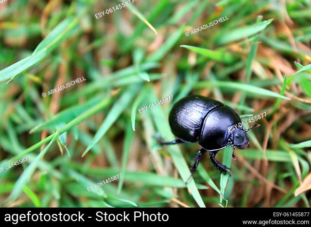 Beautiful purple blue dung beetle is crawling on grass field in the forest nature of Pipinsburg in Geestland Cuxhaven Lower Saxony Germany