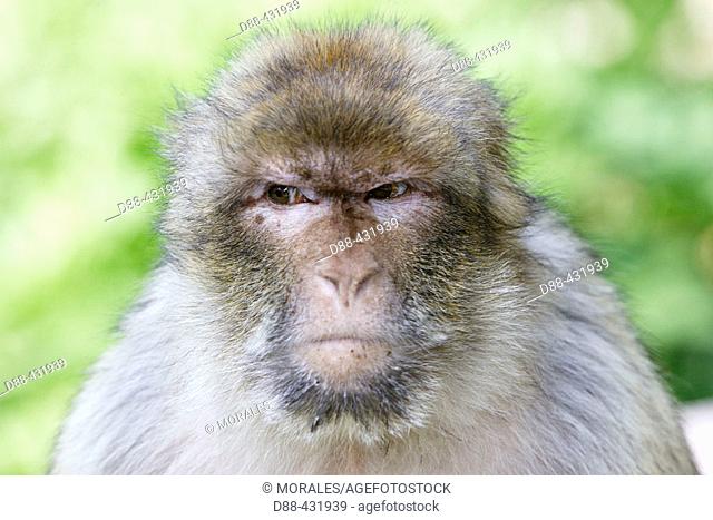 Barbary Macaque (Macaca sylvanus). La Montagne des Singes. Kintzheim. Alsace. France