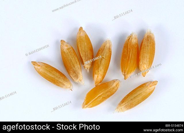 Sanduri wheat (Triticum timopheevi timopheevi), wheat grains