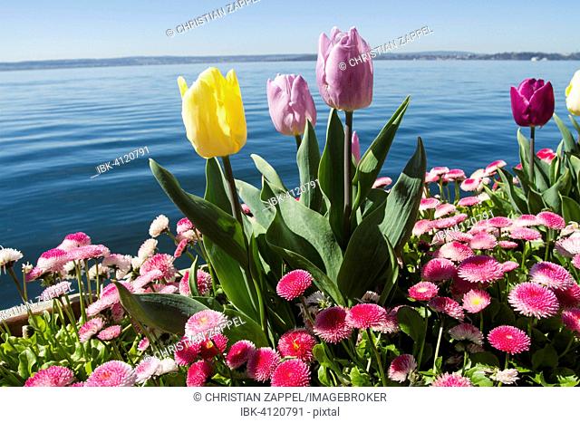 Tulips (Tulipa) and Daisies (Bellis perennis) on Lake Constance, Meersburg, Baden-Württemberg, Germany