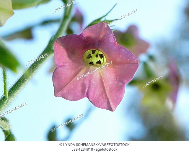 Flowering tobacco, Nicotiana sp