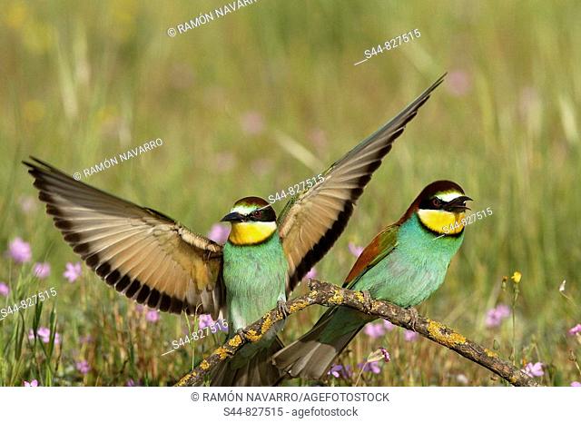European Bee-eater (Merops apiaster). Sevilla province, Andalucia, Spain