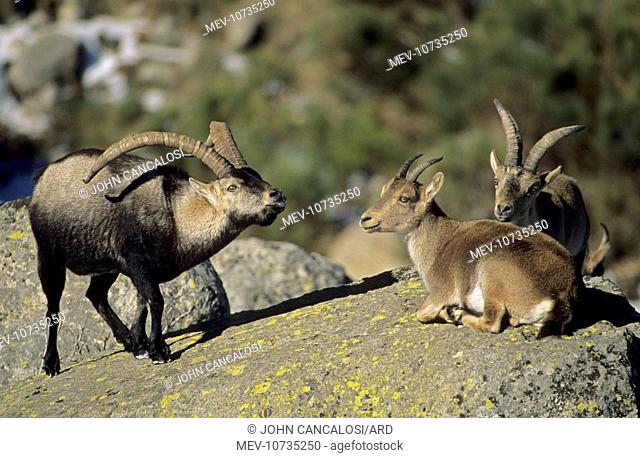 Spanish Ibex - male courting female in rut, I.U.C.N. vulnerable, lives in mountainous areas of Pyrenees and central and southern Spain (Capra pyrenaica)