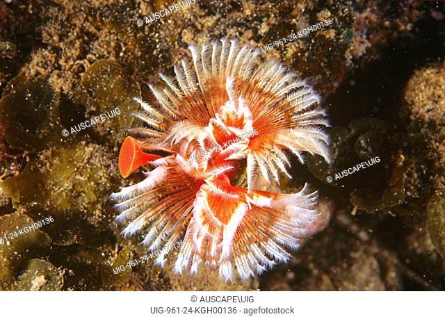 A calcareous tubeworm (Serpula sp.), tentacle crown extended to feed. The red structure to the left is the operculum used to close the tube when the worm...