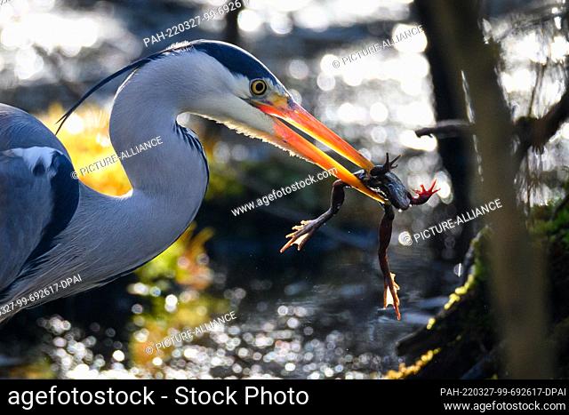 27 March 2022, Hamburg: A gray heron stands in the sunshine in the Eppendorf marsh with a grass frog in its beak. Photo: Jonas Walzberg/dpa