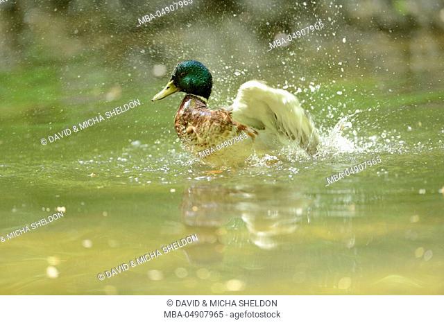 Mallard, Anas platyrhynchos, male duck, water, plumage, grooming
