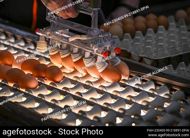 03 April 2023, Brandenburg, Wustermark: Fresh eggs from the producer association ""Brandenburger Bio-Ei GmbH"" are checked for quality and freshness with light...