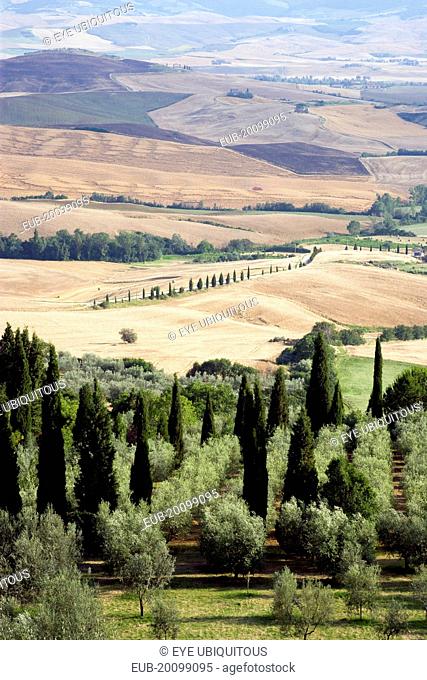 Countryside of the Val DOrcia around the town with olive groves and cypress tree wind breaks with arable farmland of wheatfields being harvested beyond