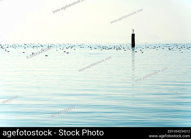 horizontal view of a view of blue lake with blue sky and many ducks in the background and a seagul sitting on a lone dock pylon