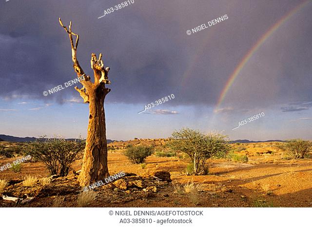 Quiver Tree and rainbow. Augrabies Falls National Park. Northern Cape, South Africa