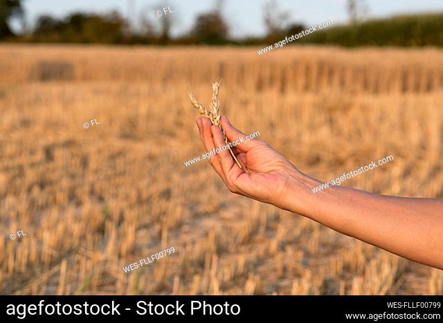 Hand of senior woman holding ear of wheat in field